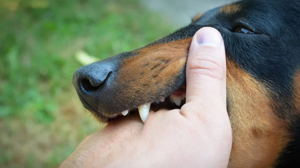 Close-up of a black and brown dog's muzzle gently biting a person's thumb.