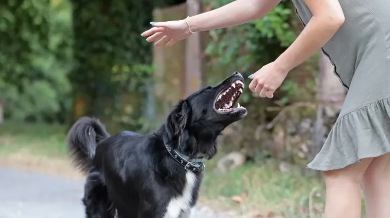 Black dog with open mouth interacting with a person wearing a gray dress outdoors.